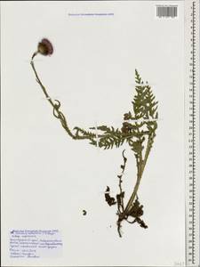 Carduus adpressus C. A. Mey., Caucasus, Black Sea Shore (from Novorossiysk to Adler) (K3) (Russia)