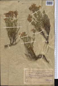 Dracocephalum karataviense, Middle Asia, Western Tian Shan & Karatau (M3) (Kazakhstan)