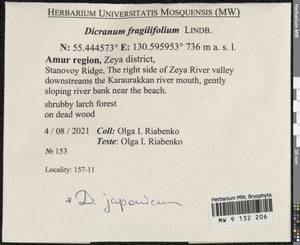 Dicranum fragilifolium Lindb., Bryophytes, Bryophytes - Russian Far East (excl. Chukotka & Kamchatka) (B20) (Russia)