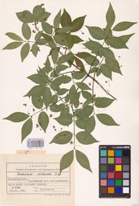 Euonymus verrucosus Scop., Eastern Europe, Central forest-and-steppe region (E6) (Russia)