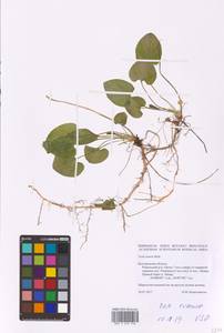 Viola suavis M. Bieb., Eastern Europe, Central forest-and-steppe region (E6) (Russia)