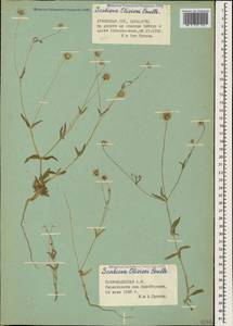 Lomelosia olivieri (Coult.) Greuter & Burdet, Caucasus, Azerbaijan (K6) (Azerbaijan)