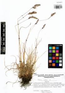 Festuca rubra L., Siberia, Baikal & Transbaikal region (S4) (Russia)