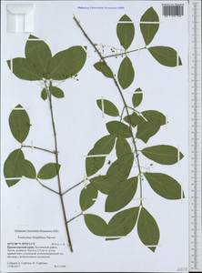 Euonymus leiophloeus Stev., Caucasus, Black Sea Shore (from Novorossiysk to Adler) (K3) (Russia)