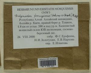 Geheebia ferruginea (Schimp. ex Besch.) R.H. Zander, Bryophytes, Bryophytes - Western Siberia (including Altai) (B15) (Russia)