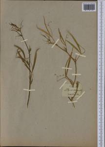 Lathyrus cicera L., Western Europe (EUR) (Not classified)