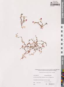 Vaccinium microcarpum (Turcz. ex Rupr.) Schmalh. ex Busch, Siberia, Chukotka & Kamchatka (S7) (Russia)