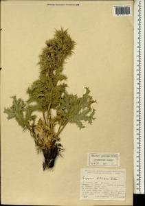 Eryngium billardierei F. Delaroche, South Asia, South Asia (Asia outside ex-Soviet states and Mongolia) (ASIA) (Turkey)