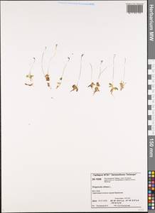 Pinguicula villosa L., Siberia, Central Siberia (S3) (Russia)