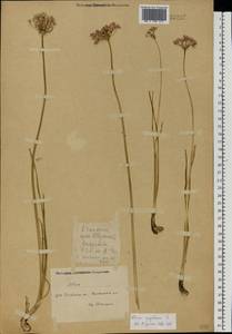 Allium angulosum L., Eastern Europe, Eastern region (E10) (Russia)