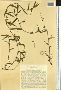 Murdannia japonica (Thunb.) Faden, Siberia, Russian Far East (S6) (Russia)