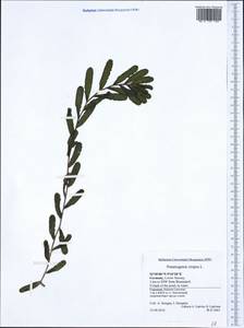 Potamogeton crispus L., Western Europe (EUR) (Germany)