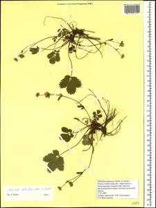 Potentilla stolonifera Lehm. ex Ledeb., Siberia, Chukotka & Kamchatka (S7) (Russia)