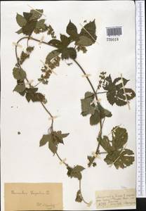 Humulus lupulus L., Middle Asia, Dzungarian Alatau & Tarbagatai (M5) (Kazakhstan)