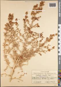 Climacoptera lanata (Pall.) Botsch., Middle Asia, Syr-Darian deserts & Kyzylkum (M7) (Uzbekistan)