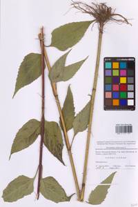 Helianthus tuberosus L., Eastern Europe, Moscow region (E4a) (Russia)