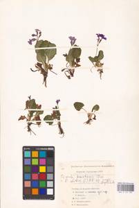 Primula elatior (L.) L., South Asia, South Asia (Asia outside ex-Soviet states and Mongolia) (ASIA) (Turkey)