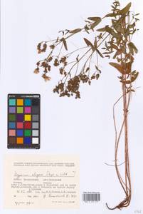 Hypericum elegans Steph. ex Willd., Eastern Europe, Eastern region (E10) (Russia)