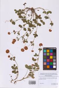 Trifolium hybridum L., Eastern Europe, Moscow region (E4a) (Russia)