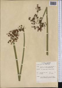 Schoenoplectus tabernaemontani (C.C.Gmel.) Palla, America (AMER) (United States)