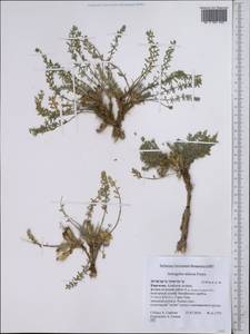 Astragalus alaicus Freyn, Middle Asia, Pamir & Pamiro-Alai (M2) (Kyrgyzstan)
