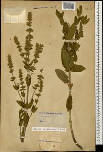 Nepeta nuda subsp. nuda, Caucasus (no precise locality) (K0)