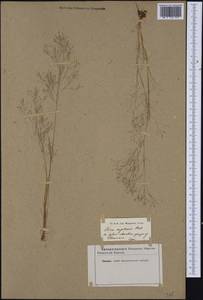 Aira elegans Willd. ex Roem. & Schult., Western Europe (EUR) (Italy)
