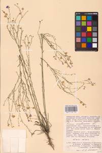 Linum austriacum L., Eastern Europe, Lower Volga region (E9) (Russia)