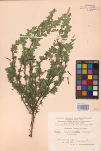 Caragana frutex (L.) K.Koch, Eastern Europe, Central forest-and-steppe region (E6) (Russia)