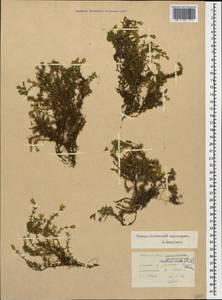 Pseudocherleria imbricata (M. Bieb.) Dillenb. & Kadereit, Caucasus, North Ossetia, Ingushetia & Chechnya (K1c) (Russia)