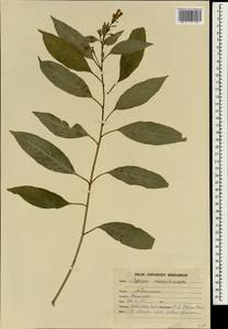 Cestrum aurantiacum lindley, South Asia, South Asia (Asia outside ex-Soviet states and Mongolia) (ASIA) (India)