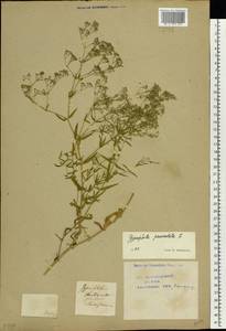 Gypsophila paniculata L., Eastern Europe, Central forest-and-steppe region (E6) (Russia)
