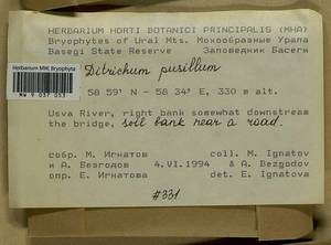Ditrichum pusillum (Hedw.) Hampe, Bryophytes, Bryophytes - Permsky Krai, Udmurt Republic, Sverdlovsk & Kirov Oblasts (B8) (Russia)