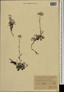 Antennaria caucasica Boriss., Caucasus, Stavropol Krai, Karachay-Cherkessia & Kabardino-Balkaria (K1b) (Russia)