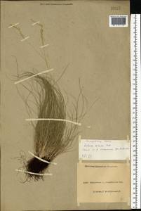 Festuca valesiaca Schleich. ex Gaudin, Eastern Europe, North Ukrainian region (E11) (Ukraine)