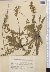 Oxytropis baissunensis Vassilcz., Middle Asia, Pamir & Pamiro-Alai (M2) (Uzbekistan)