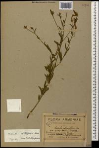 Cuscuta epithymum (L.) L., Caucasus, Armenia (K5) (Armenia)