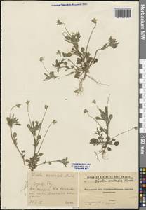 Viola arvensis Murray, Eastern Europe, Moscow region (E4a) (Russia)
