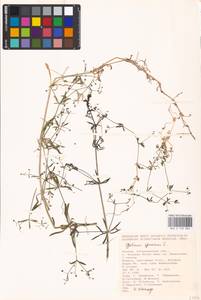 Galium spurium L., Eastern Europe, Lower Volga region (E9) (Russia)