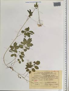 Cardamine macrophylla Willd., Siberia, Central Siberia (S3) (Russia)