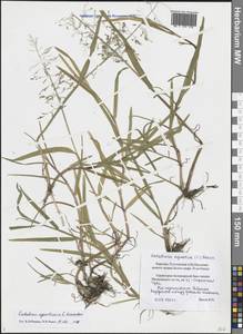 Catabrosa aquatica (L.) P.Beauv., Eastern Europe, Northern region (E1) (Russia)