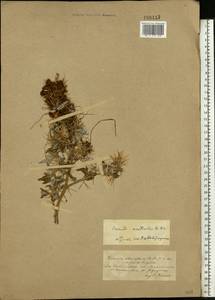Cuscuta scandens subsp. cesatiana (Bertol.) Holub, Eastern Europe, South Ukrainian region (E12) (Ukraine)
