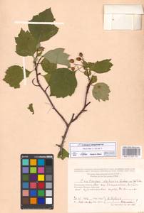 Crataegus sanguinea Pall., Eastern Europe, Moscow region (E4a) (Russia)