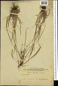 Phleum phleoides (L.) H.Karst., Caucasus, Azerbaijan (K6) (Azerbaijan)