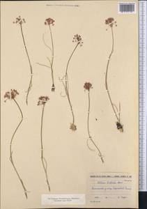 Allium pallasii Murray, Middle Asia, Muyunkumy, Balkhash & Betpak-Dala (M9) (Kazakhstan)
