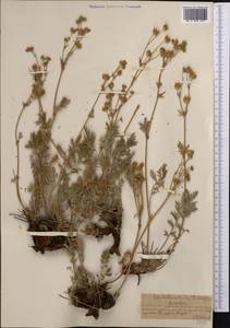 Potentilla tanacetifolia Willd. ex D. F. K. Schltdl., Middle Asia, Northern & Central Tian Shan (M4) (Kazakhstan)