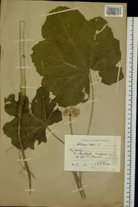 Alcea rosea L., Eastern Europe, Moscow region (E4a) (Russia)