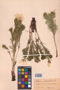 Adonis vernalis L., Eastern Europe, Eastern region (E10) (Russia)