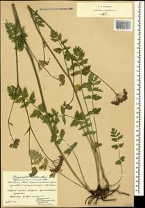 Pimpinella rhodantha Boiss., Caucasus, South Ossetia (K4b) (South Ossetia)