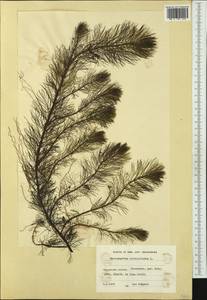 Myriophyllum verticillatum L., Western Europe (EUR) (Finland)